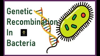 Genetic Recombination in Bacteria Basics [upl. by Anuaik]