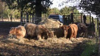 Highland Cow Rescue Appeal [upl. by Staffan]