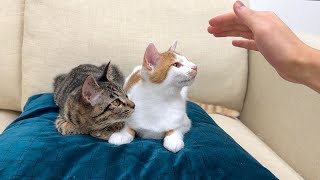 途中でなでなでするのを止めたら子猫たちの反応がかわいすぎましたwww [upl. by Hobard]