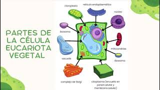 Célula Eucariota Vegetal [upl. by Ellenohs]