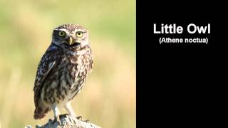 Little Owl Bird Call [upl. by Lledner]