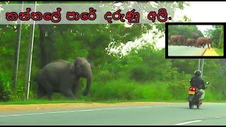 Fierce elephants on kantale road  sri lanka [upl. by Marcella111]