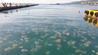 Why is that A LOT OF jellyfish in the Adriatic Sea at Trieste Beach [upl. by Debby]