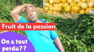 Fruit de la passion  catastrophe à la ferme de Ngoumou [upl. by Gomar]