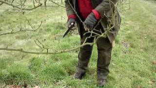 Fruitwise guide to apple tree pruningusing the saw [upl. by Sauer324]