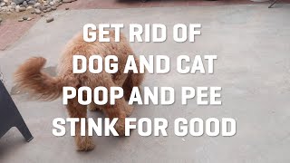 How To Get Rid of Dog and Cat Urine from your Outdoor Turf and Patio [upl. by Liggett]