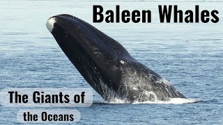 The Baleen Whales [upl. by Nnylarac]