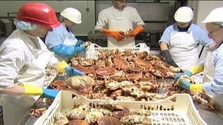 Crab Processing  04 [upl. by Anitserp125]