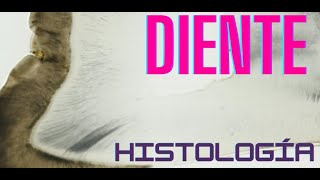 Histología de Diente [upl. by Odessa]