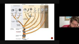 Aula 1 Origem e Evolução de Metazoa Parte 1 [upl. by Chucho]