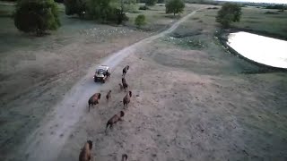 Bison Are Trained To Run With Us [upl. by Etneciv]