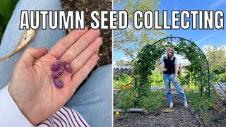 AUTUMN SEED COLLECTING  ALLOTMENT GARDENING FOR BEGINNERS [upl. by Ajim624]