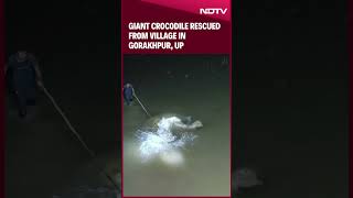 Giant Crocodile Rescued from Village in Gorakhpur UP [upl. by Adriena]