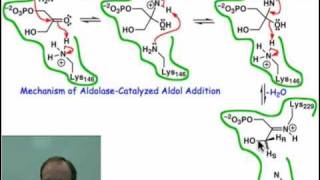 Mechanism of Aldolasecatalyzed Aldol Addition [upl. by Ahsiekahs]