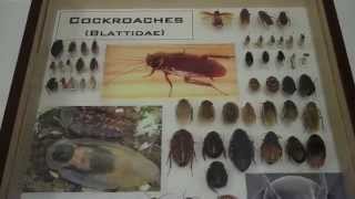 A Visit to the Ohio State University Department of Entomology Columbus [upl. by Nitnilc817]