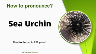 How to pronounce Sea Urchin in English correctly [upl. by Lauren862]