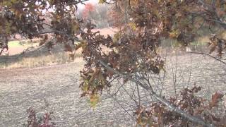 Kansas Coyote Headshot with a bow [upl. by Attenad124]