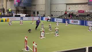 Entlebucher Mountain Dog Agility Jaylah at the 2023 AKC Invitationals [upl. by Murphy410]