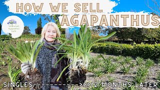 How we sell our Agapanthus at Littlewood Agapanthus Farm  Best way to buy Agapanthus  Adelaide SA [upl. by Eceinart]