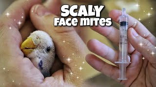 Guide to Dealing with Budgie Scaly Face Mites [upl. by Derry]