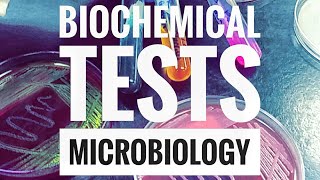 Microbiology Lab Practical Information Part 2 [upl. by Analim500]