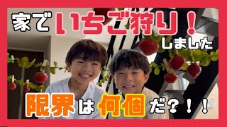 【家でいちご狩り🍓】いちご狩りにいくはずが‥まさかの満員御礼🈵 DAISOグッズでいちご狩り会場をDIY👍 [upl. by Tatia]