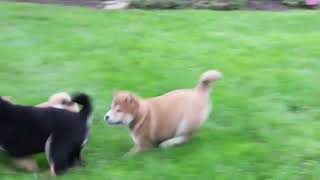 Shiba Inu Puppies For Sale [upl. by Noll]