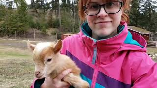 Disbudding baby goats using the Rhinehart x30 [upl. by Mundy]