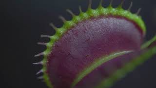 Venus Flytrap  Dionaea muscipula  Liana Vibes Film [upl. by Safier532]