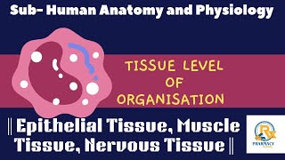 Tissue level of organisation Detail note on Epithelial tissue Muscle tissue and Nervous tissue [upl. by Rufena105]