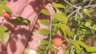 apresentando a fruta rara Cambuí branco Myrciaria tenella [upl. by Kiersten]