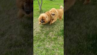 Eurasier shorts eurasier dog animal евразиер [upl. by Roanna]