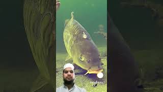 fishing carp carping fish carpfishing bigcarp explore automobile [upl. by Maffei]