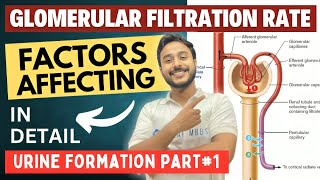 glomerular filtration rate physiology  urine formation factors affecting glomerular filtration rate [upl. by Divadnhoj]