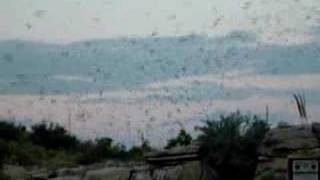 Carlsbad Caverns Bats [upl. by Ahsertal]