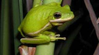 Hyla cinerea  Green treefrog [upl. by Urbain]