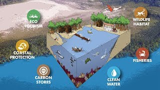 Importance of Mangrove Forests [upl. by Amri]