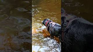 Holy Linn waterfall walk preview shorts nature scotland [upl. by Aronson]