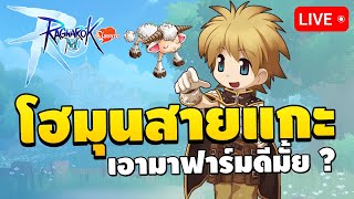 🔴 ไบโอสายแกะ Amistr เอามาฟาร์ม  สรุปพาลาดินสายไหนดี  Ragnarok M Classic EP10 [upl. by Thetisa]