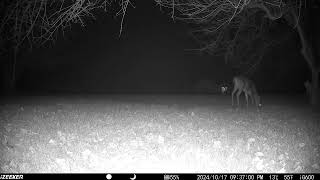 One pretty deer really enjoying the remains of the food block in the night trailcam 20241019 [upl. by Nyloj]