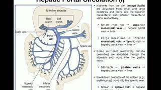 Anatomy  Hepatic Portal Circulation EXPLAINED [upl. by Yelsnit]