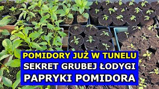 Pomidory już w Tunelu Sekret Grubej Łodygi Pomidora i Papryki Uprawa Pomidorów i Papryk z Rozsady [upl. by Sancho211]