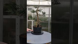 chamaecyparis bonsai [upl. by Edgerton]