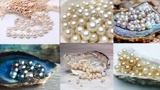 Pearls Oyster മുത്തുകൾ മുത്തുച്ചിപ്പി [upl. by Orton787]