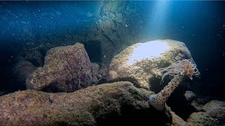 Buceo Nocturno Radazul Tenerife [upl. by Najtsirk]