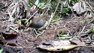 Grallaria fenwickorum Fenwicks Antpitta en Reserva Colibri del Sol [upl. by Ynnelg484]