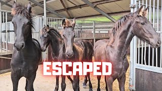 Escaped The foals at Stal G One more sold Ride en drive  Friesian Horses [upl. by Cory]