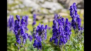 Farming  Cultivation of Medicinal Plants Expensive Aconitum heterophyllumअतिस खेति नेपालमा ATIS [upl. by Netta]