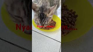 Kucing liar sdh hafal jam makan [upl. by Elliott521]