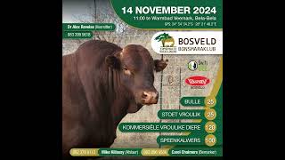 BOSVELD BONSMARAKLUB VEILING 14 NOVEMBER 2024 1100 Warmbad Veemark Bela Bela [upl. by Bois714]